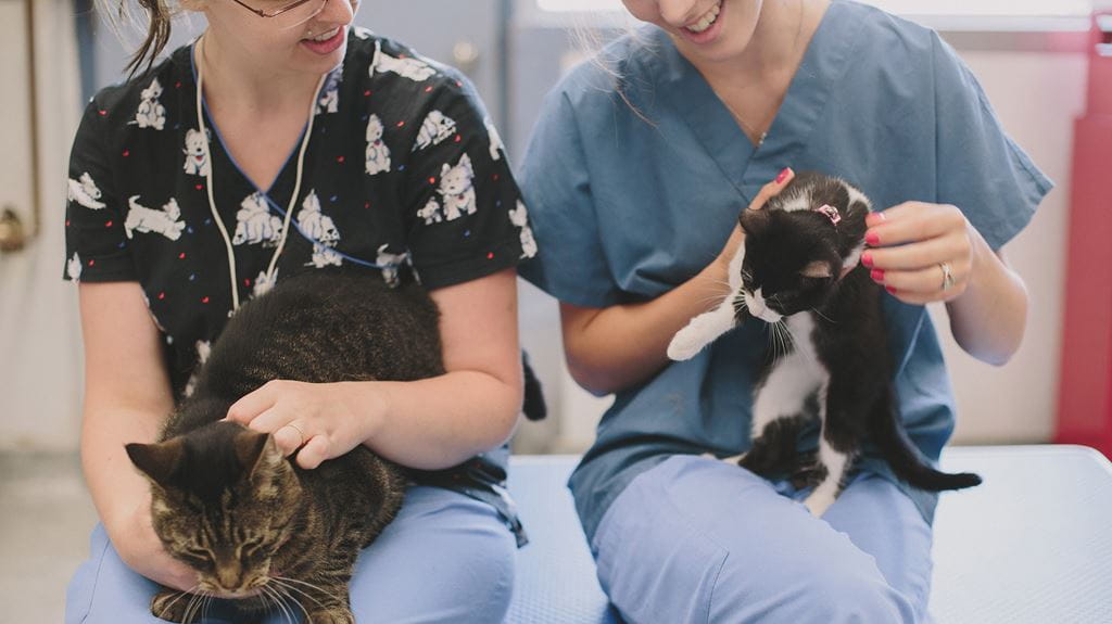 Two Sheridan Animal Care students examining cats