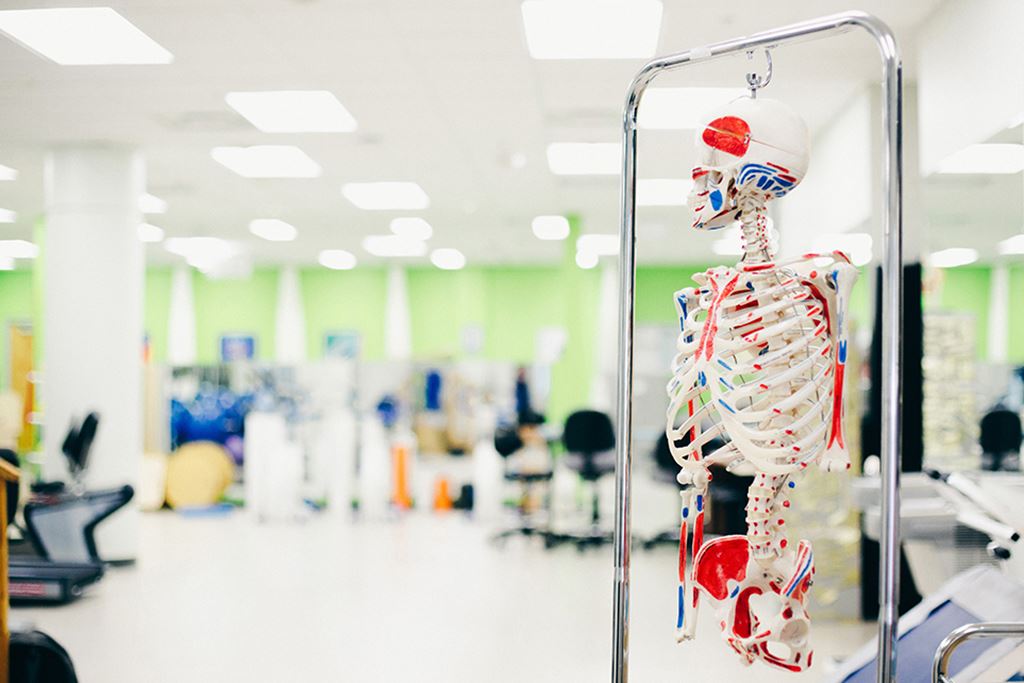 Skeleton in a Sheridan College health sciences classroom