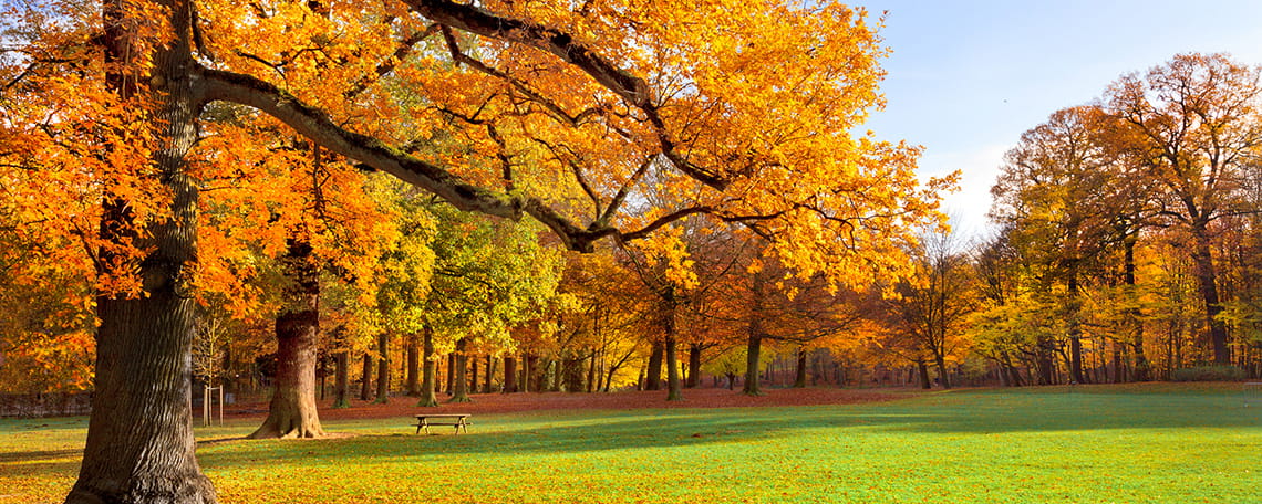 Toronto and GTA parks