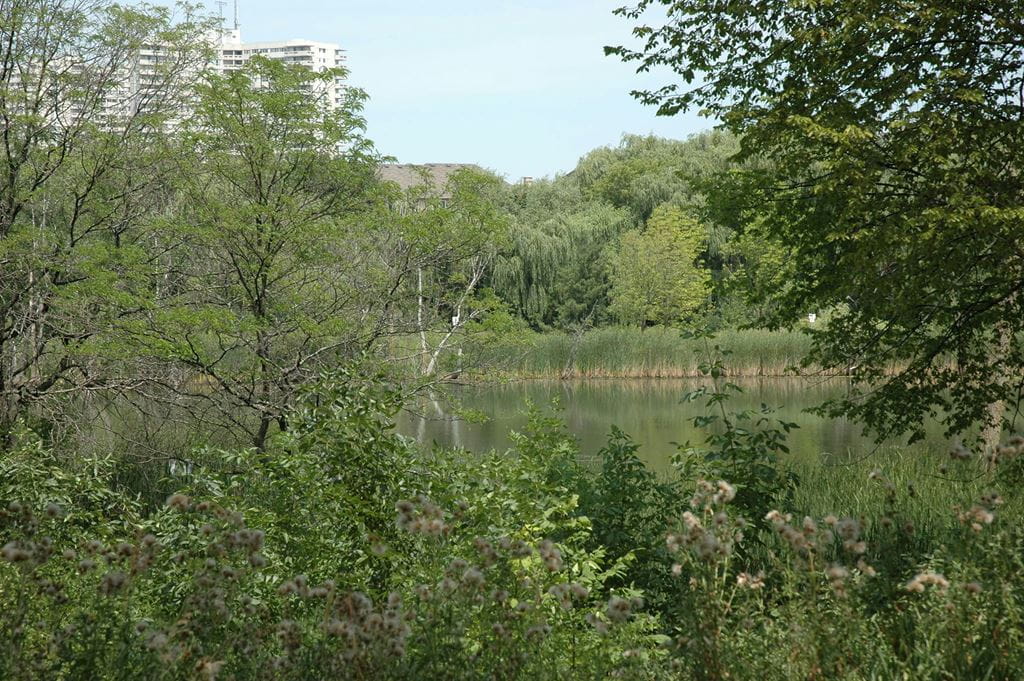 A pond