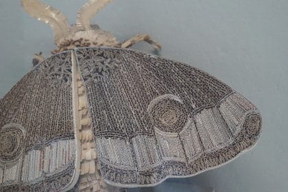 Emperor moth by Kirsten MacDougall