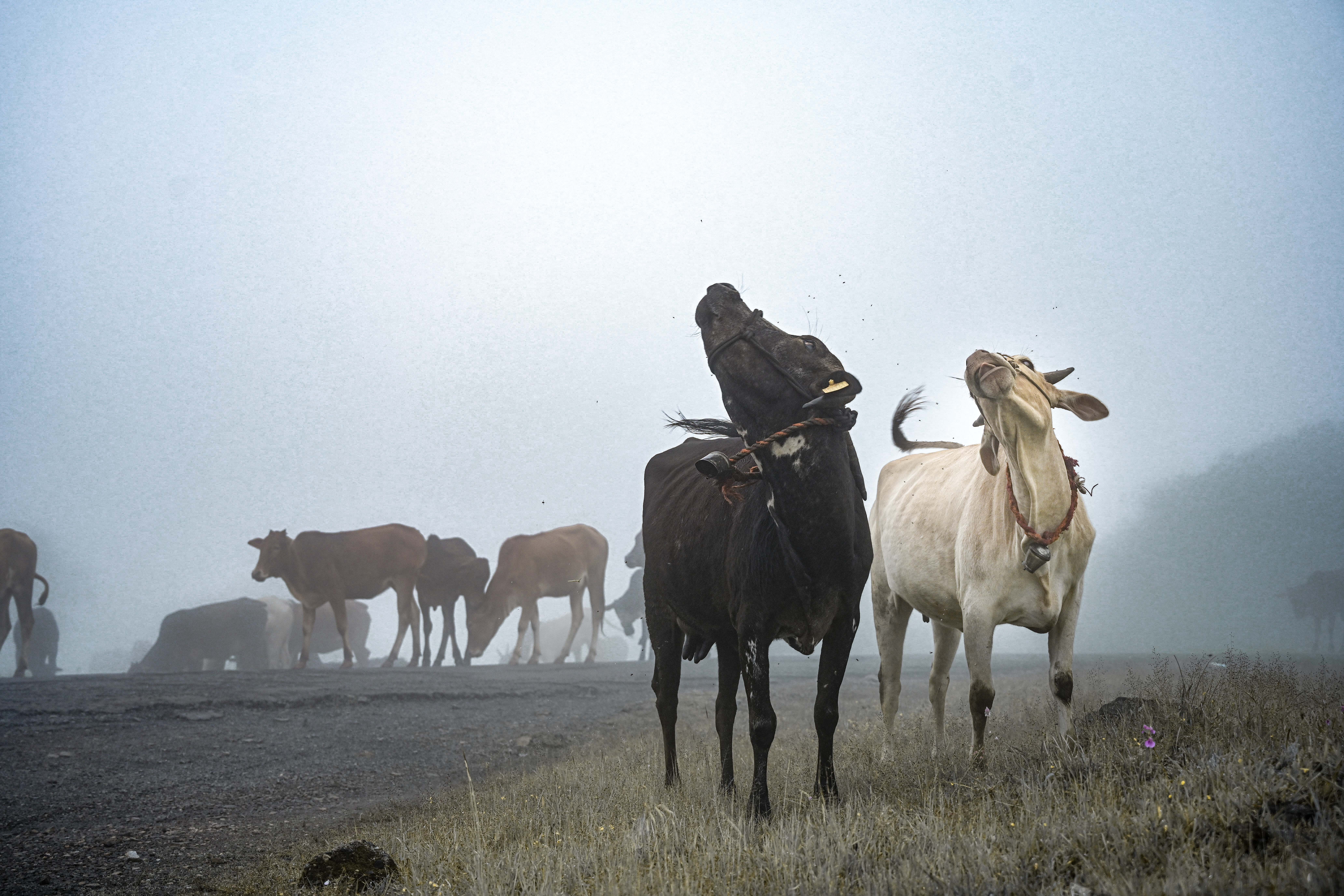 An award-winning photo of two cows moving synchronously in the Western Ghats