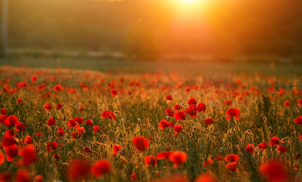 A field of poppies with the sunset in the background