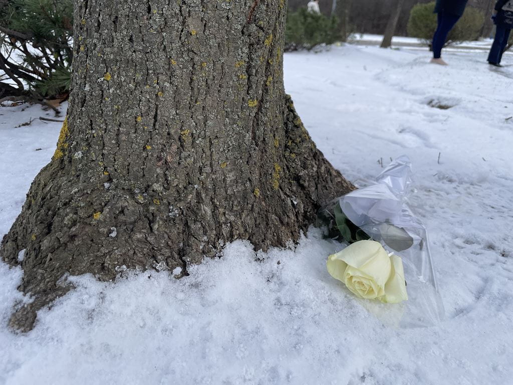 A white rose in plastic wrap lies in the snow on the ground at the base of a tree.
