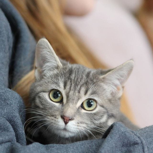 Sheridan Vet Tech student gives 80+ cats new homes and new lives