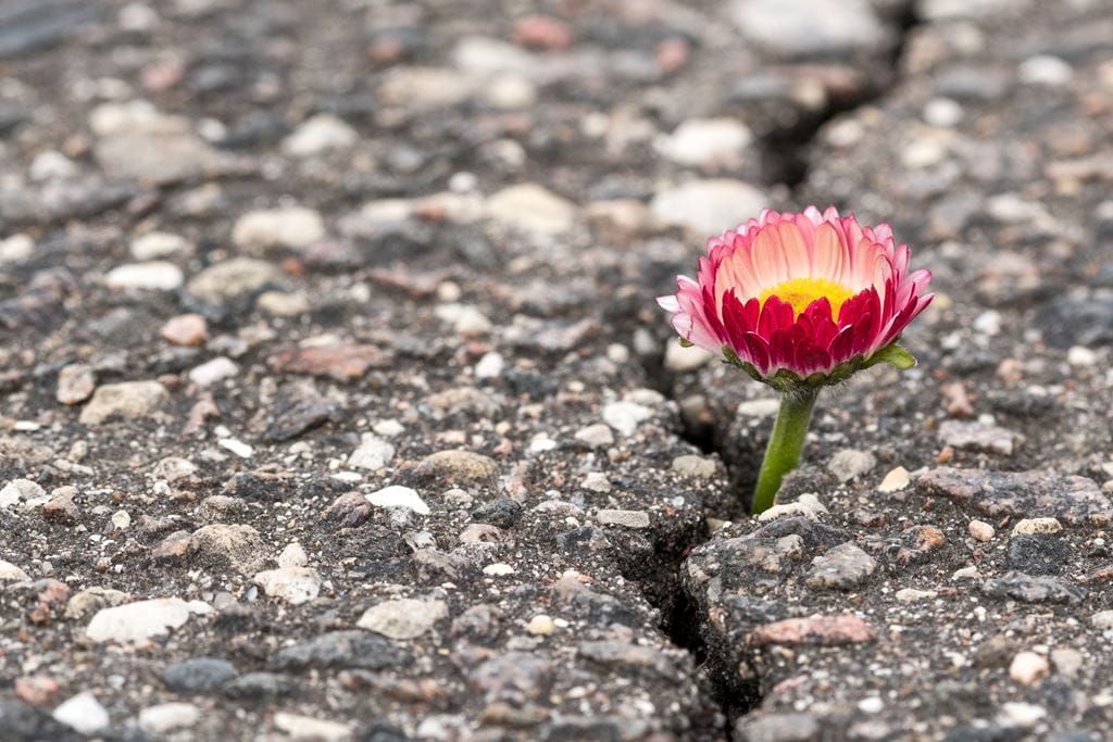 flower growing in pavement