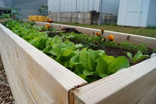 Community Garden Still Blooming at Sheridan