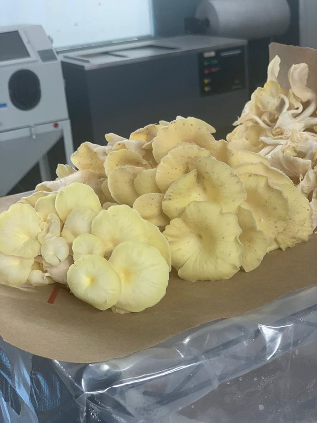 Oyster mushrooms grow in the Centre for Advanced Manufacturing and Technology at Sheridan College