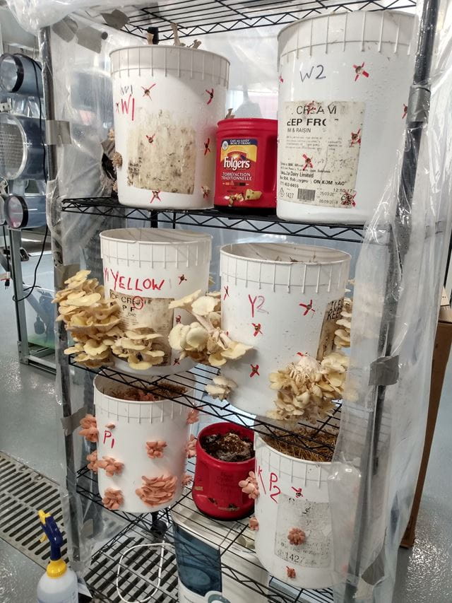 Mushrooms grow through the sides of large plastic buckets inside Sheridan's CAMDT lab