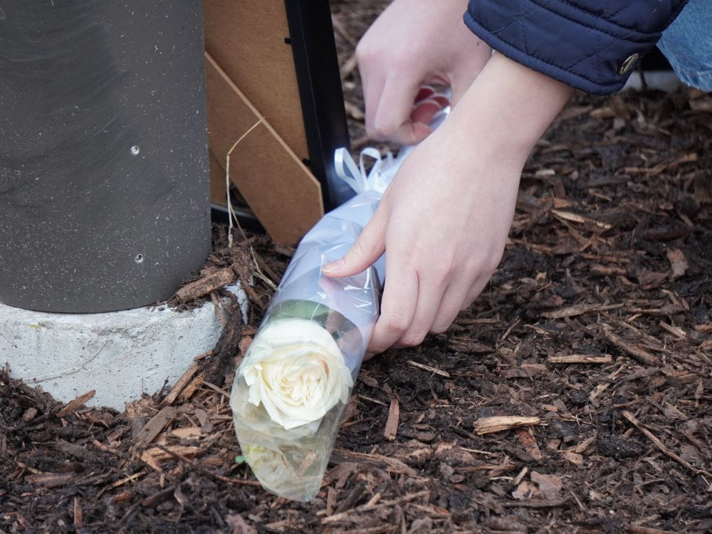 A white rose is laid in the Davis campus Peace Garden