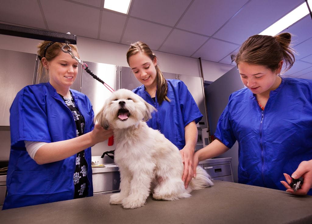 Animal Care | Programs | Sheridan College