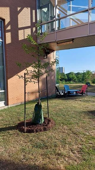 Newly-planted tree